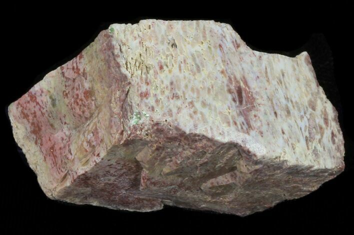 Polished Agatized Dinosaur Bone - Colorado #38334